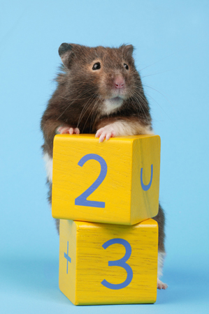 Hamster 23 HA113