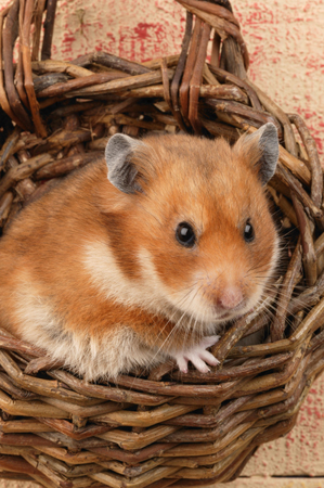 Hamster in Basket HA114