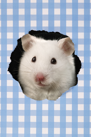 White Hamster HA115