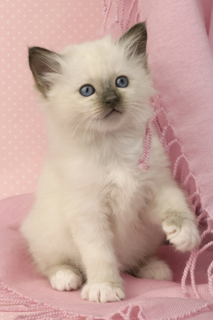 Kitten on Pink Pillow CK302