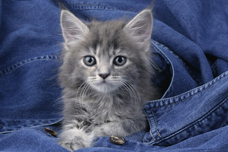 Kitten with Jeans CK308