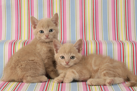 Two Ginger Kittens CK313