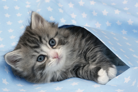 Kitten Under Quilt