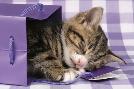 Kitten in Purple Box CK333