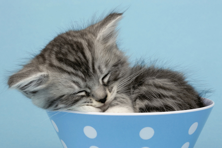 Kitten in Cup CK337