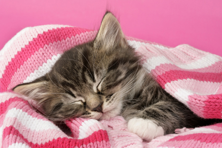 Kitten Sleeping in Blanket CK339