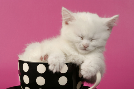 White Kitten in Cup CK341