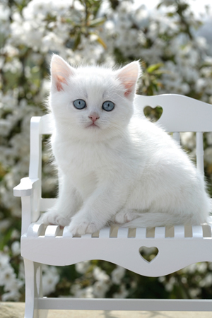 White Kitten on Bench CK345