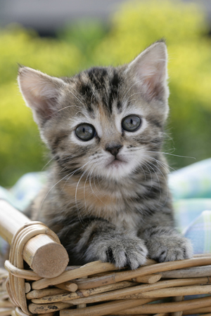 Kitten in Basket CK348