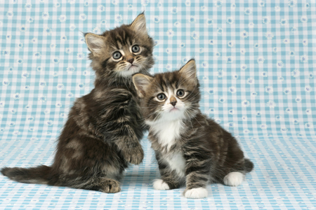 Two Kittens CK349