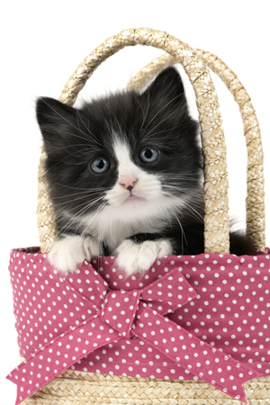 Kitten in Bag CK353