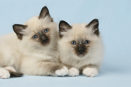 Two Cats on Blue Backdrop CK357