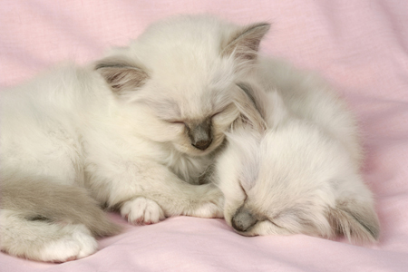 Sleeping on Pink Blanket CK360