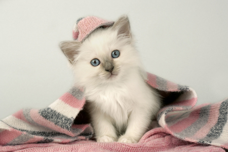 White Kitten on Blanket CK364