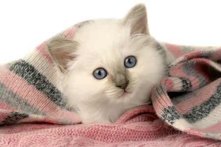 White Kitten CK365