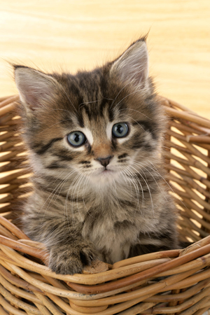 Cat in Basket CK371