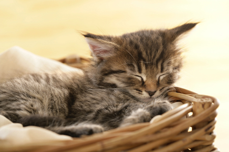 Sleeping in Basket CK373