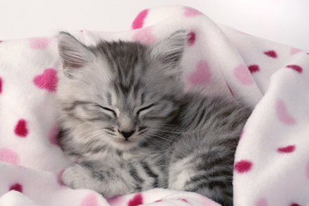 Sleeping Kitten CK376