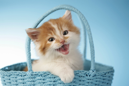 Kitten in Blue Bag CK378