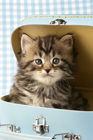 Kitten in Suitcase CK381