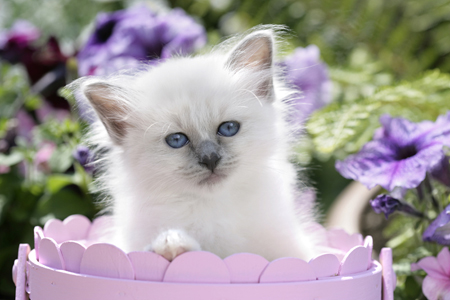 Kitten in Pink Pot CK384