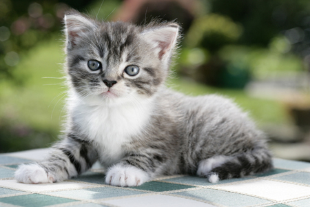 Kitten on Garden Table CK385