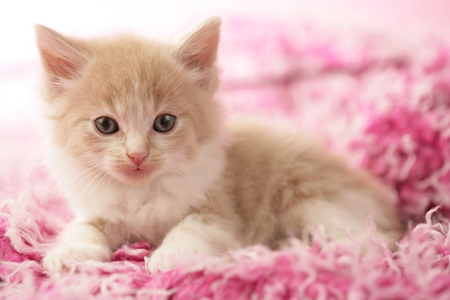 Ginger Kitten on Pink Wool CK387