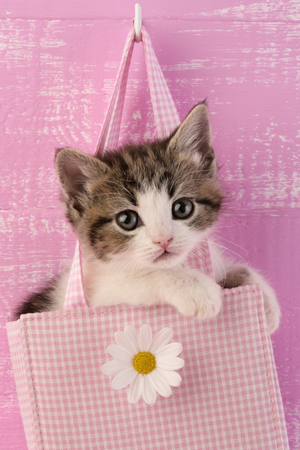 Kitten in Bag CK393