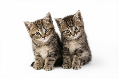 Two Brown Kittens CK396