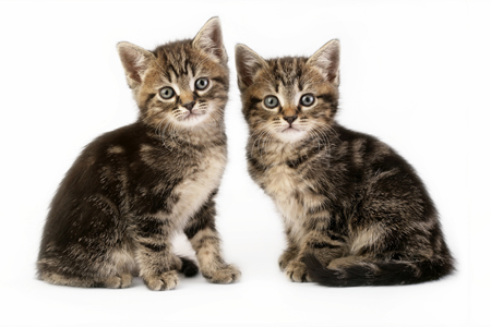 Two Kittens Facing CK398