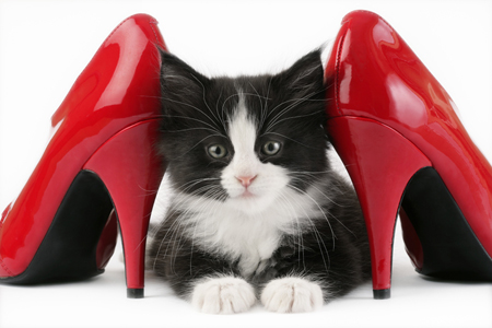 Kitten with Heels CK400