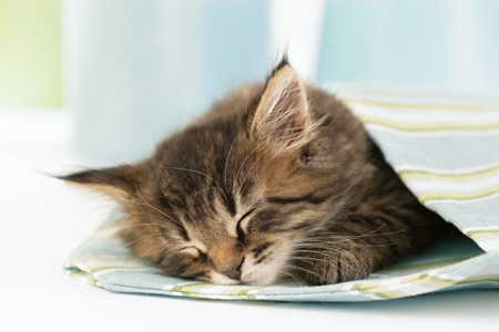 Kitten Sleeping in Bag CK404