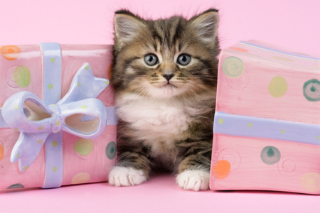 Kitten with Two Boxes CK406