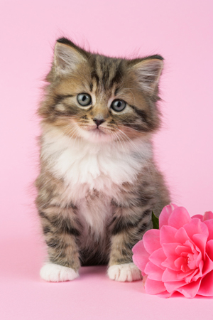 Kitten with Flower CK407