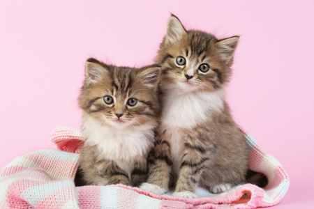 Two Kittens on Blanket CK408