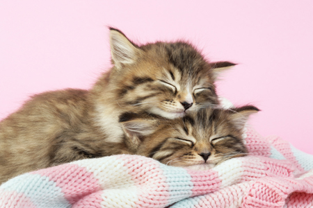 Kittens Asleep on Blanket CK409