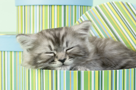 Grey Kitten Sleeping CK411