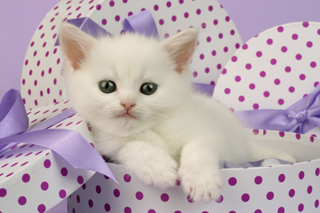 White Kitten in Box CK412