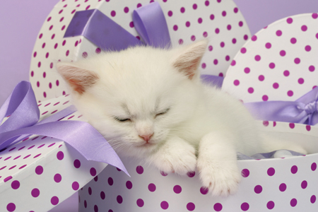 White Kitten Sleeping CK413