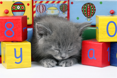 Alphabet Cat Asleep CK414