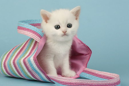 White Cat in Bag CK416