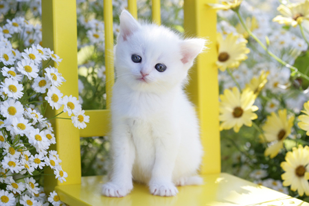 White Cat in Garden CK418