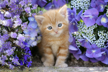 Ginger Cat in Flowers CK419