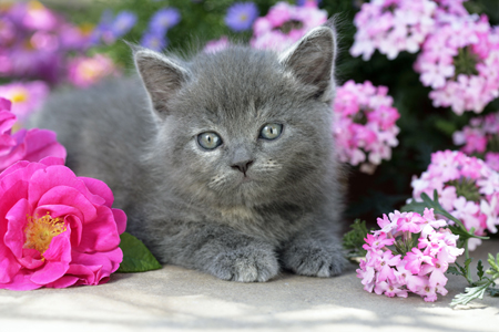 Grey Cat in Flowers CK423