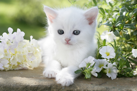 White Cat in Flowers CK424