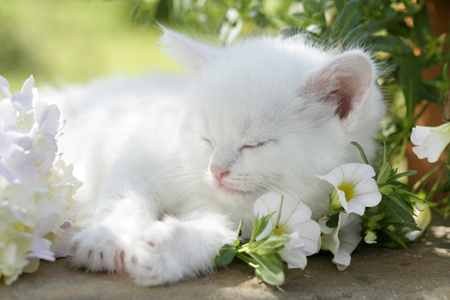 Kitten Asleep in Flowers CK425