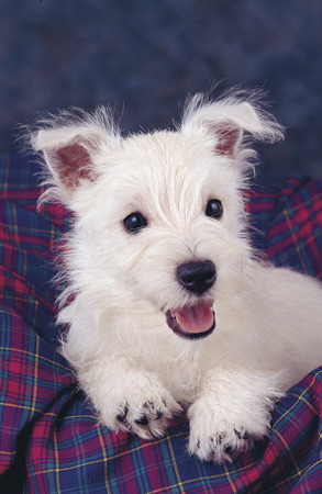 White Terrier A107