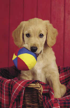 Dog with Ball A115