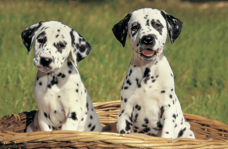 Two Dalmatians A127