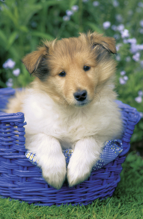 Collie in Basket A128